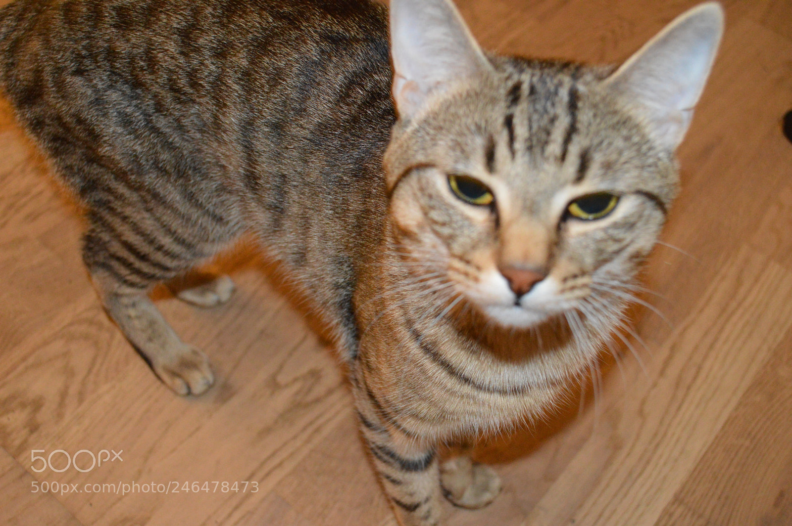 Nikon D3200 sample photo. Caesar photography