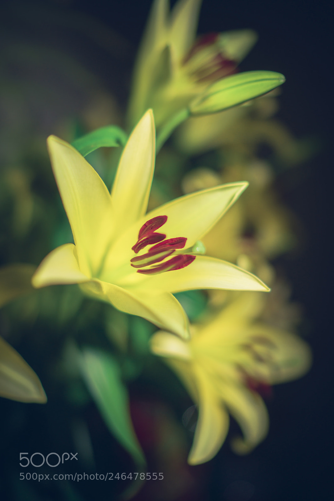 Sony a7R II sample photo. Flower photography