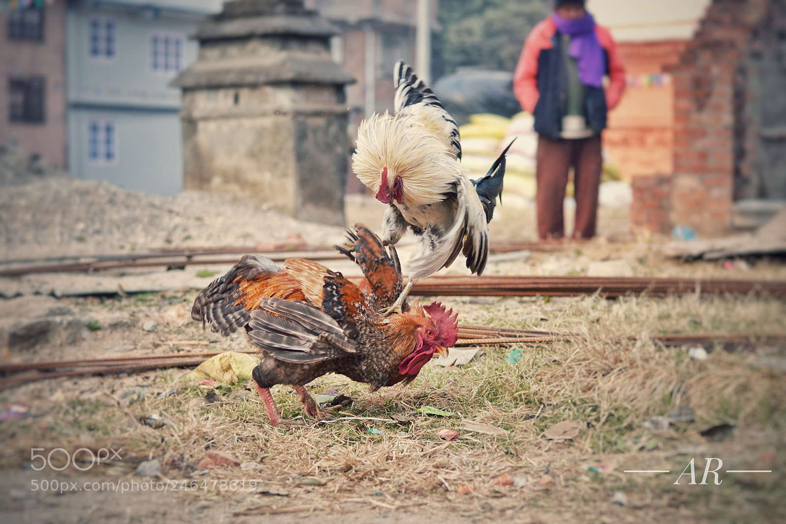Nikon D3100 sample photo. Cock fight photography