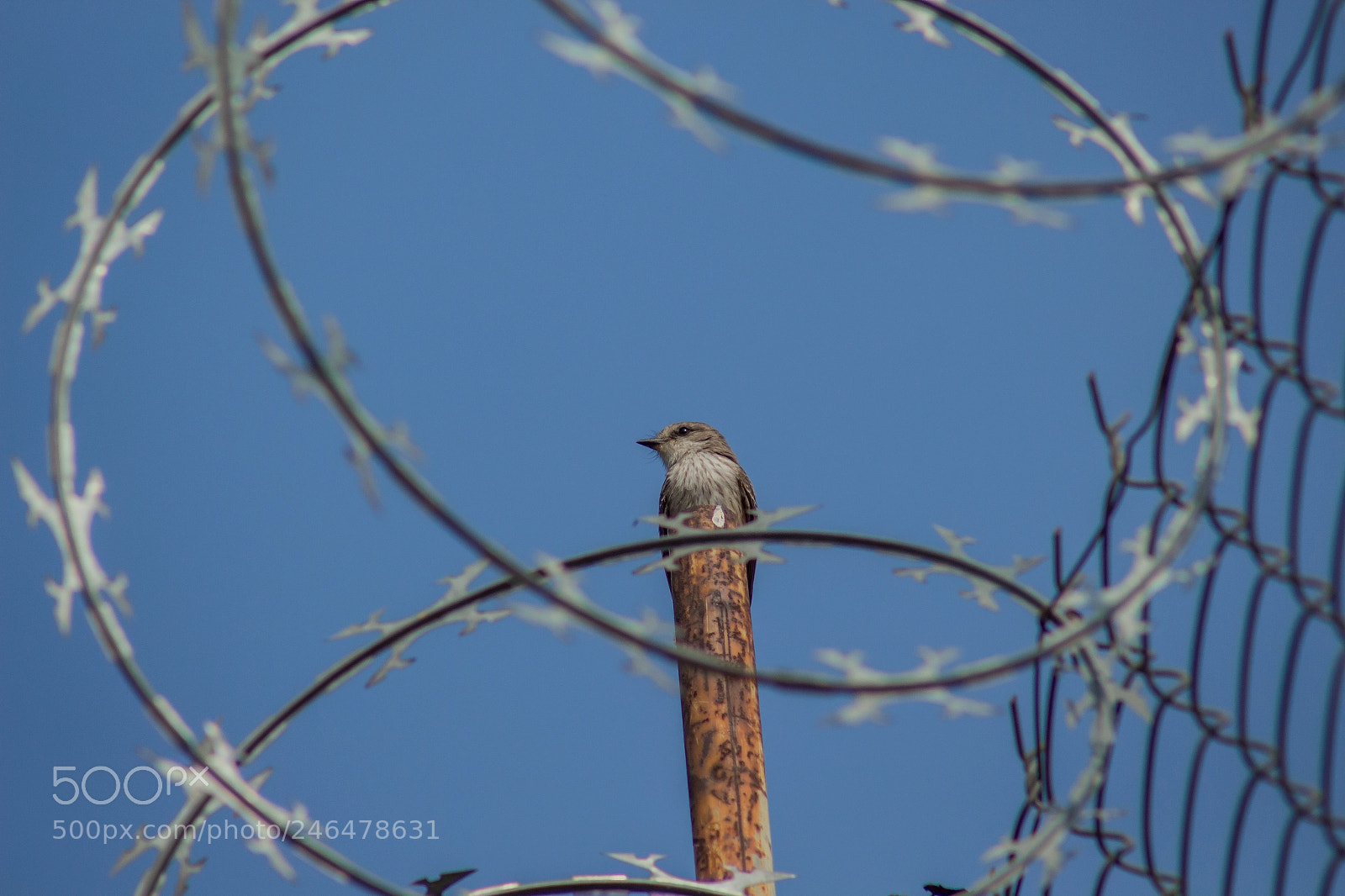 Canon EOS 700D (EOS Rebel T5i / EOS Kiss X7i) sample photo. Freedom photography