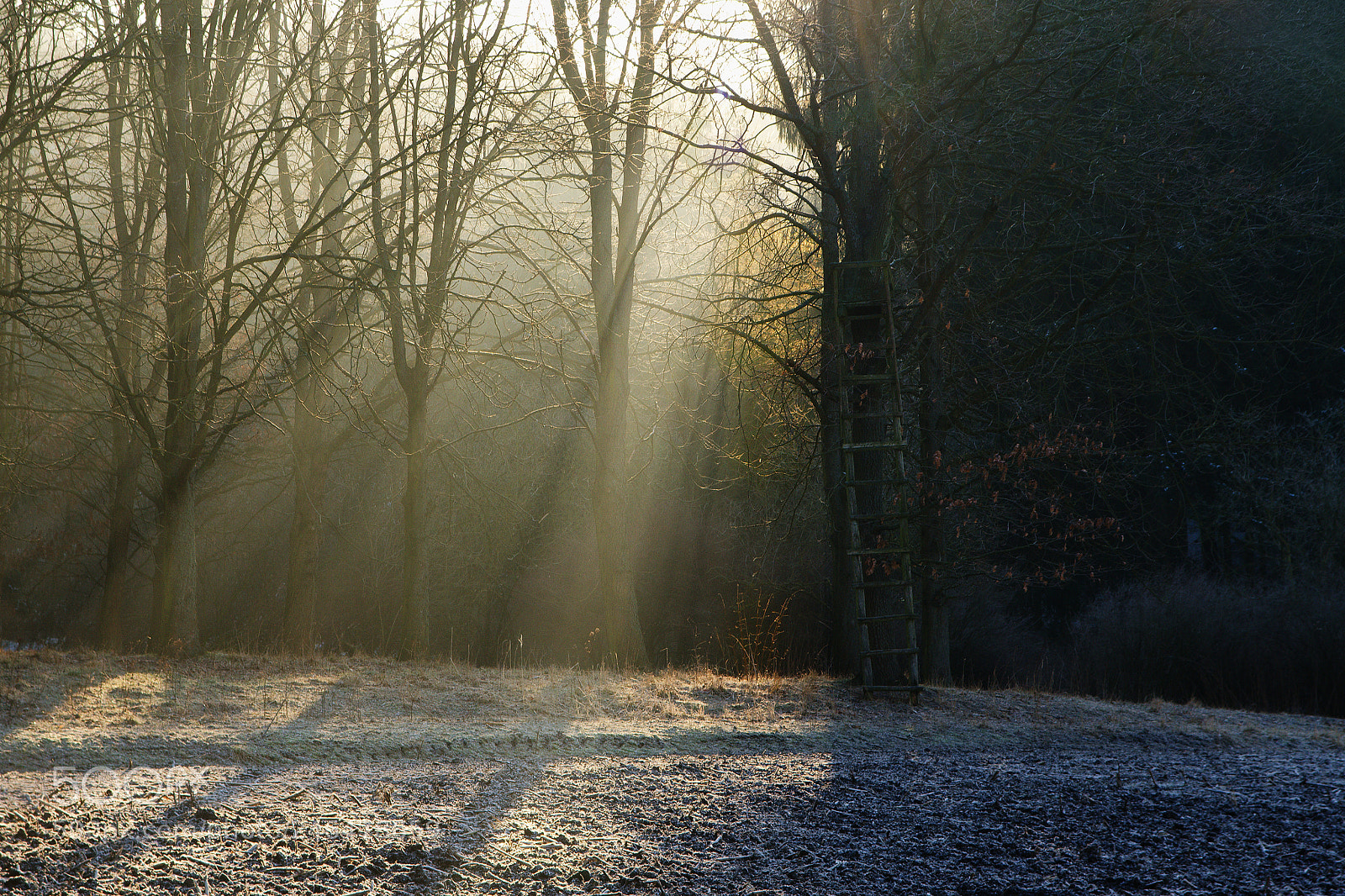 Nikon D7000 sample photo. Morning at the forest photography
