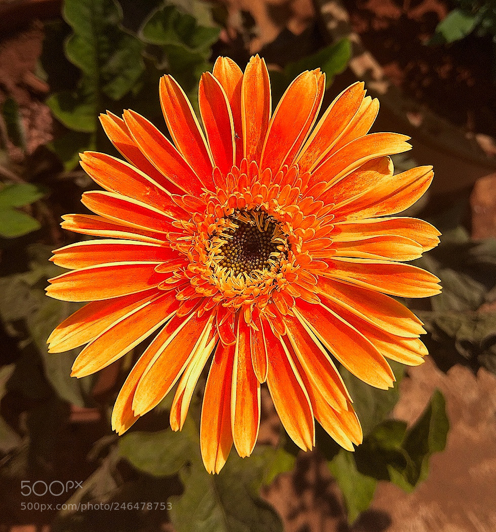 Xiaomi Redmi Note 4 sample photo. Untitled photography