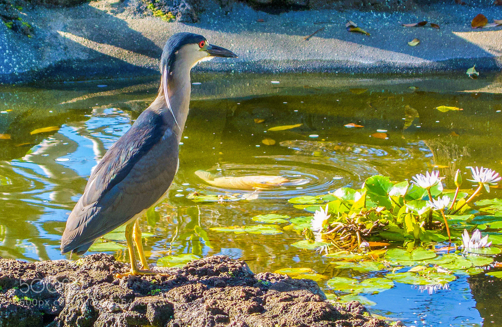 Sony Cyber-shot DSC-RX100 sample photo. Black crowned night heron photography