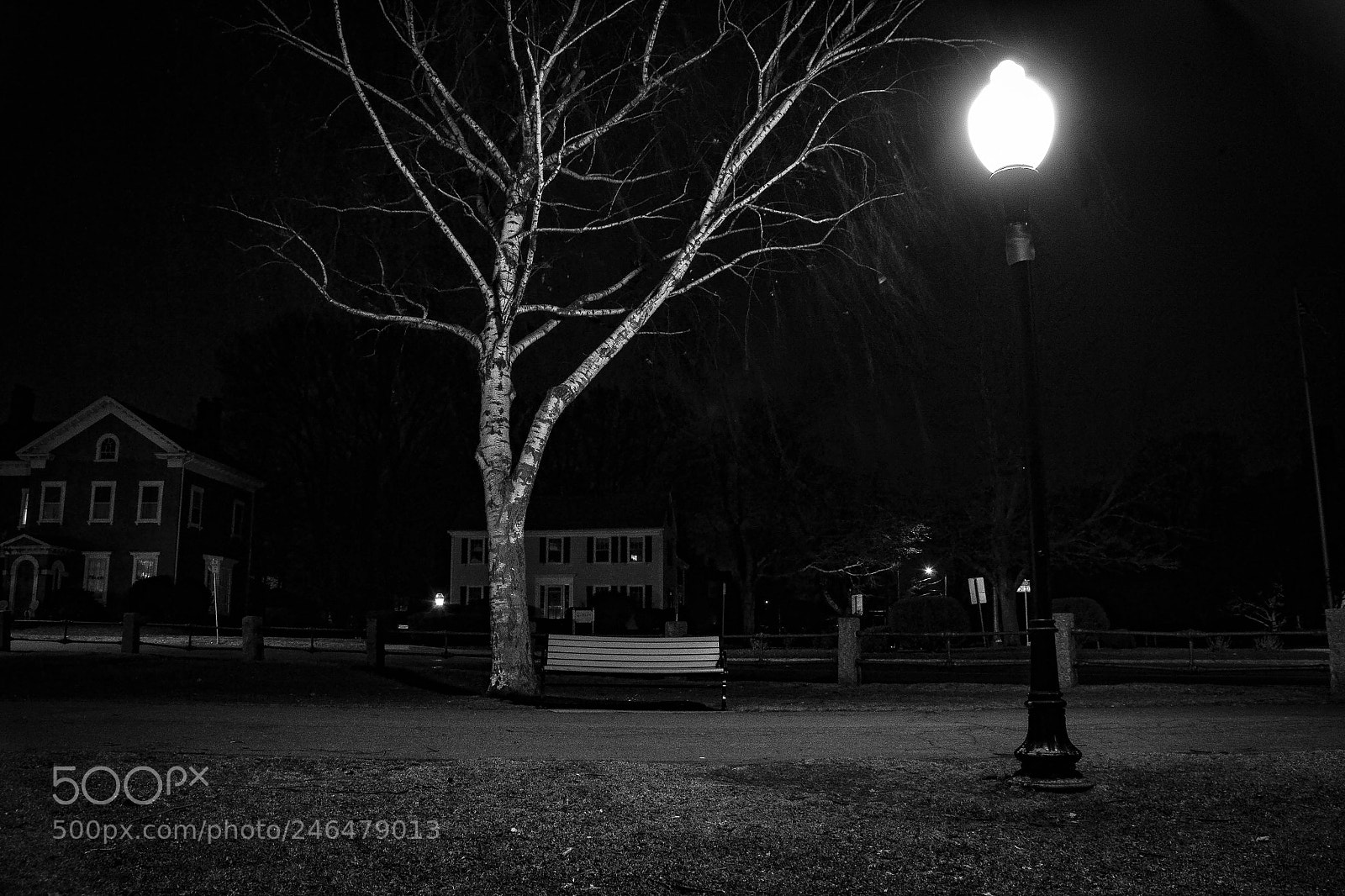 Nikon D3100 sample photo. Tree & bench at night photography