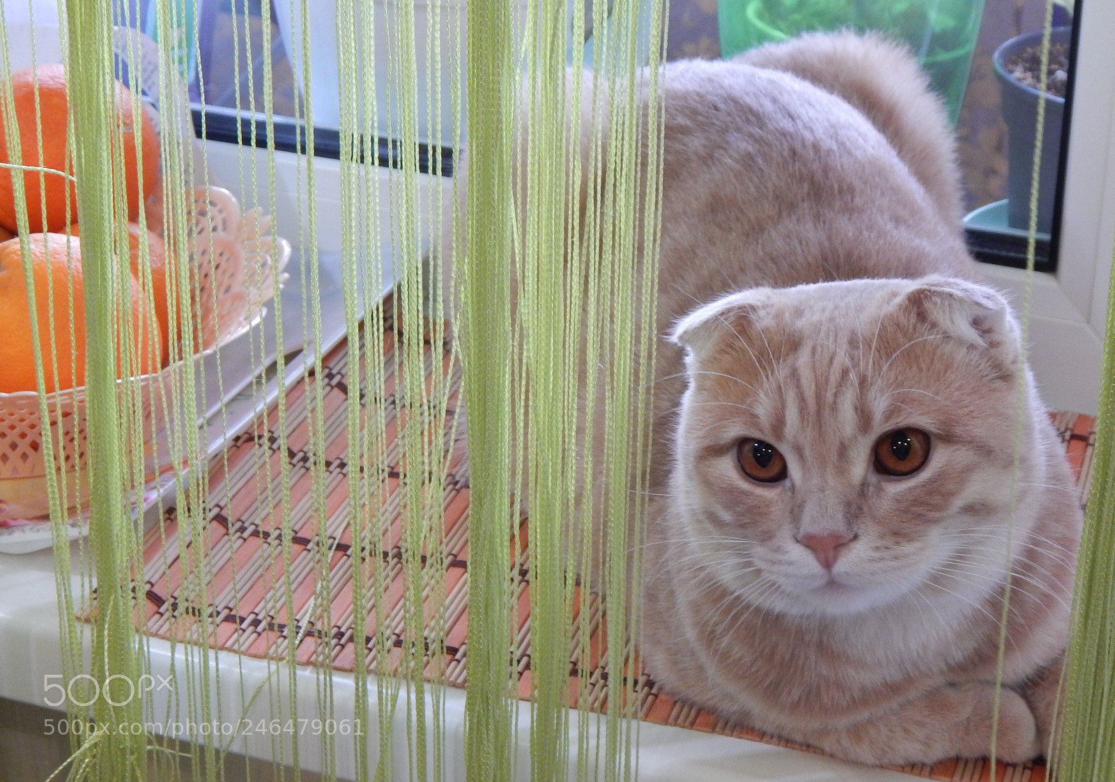 Nikon Coolpix L830 sample photo. The cat photography