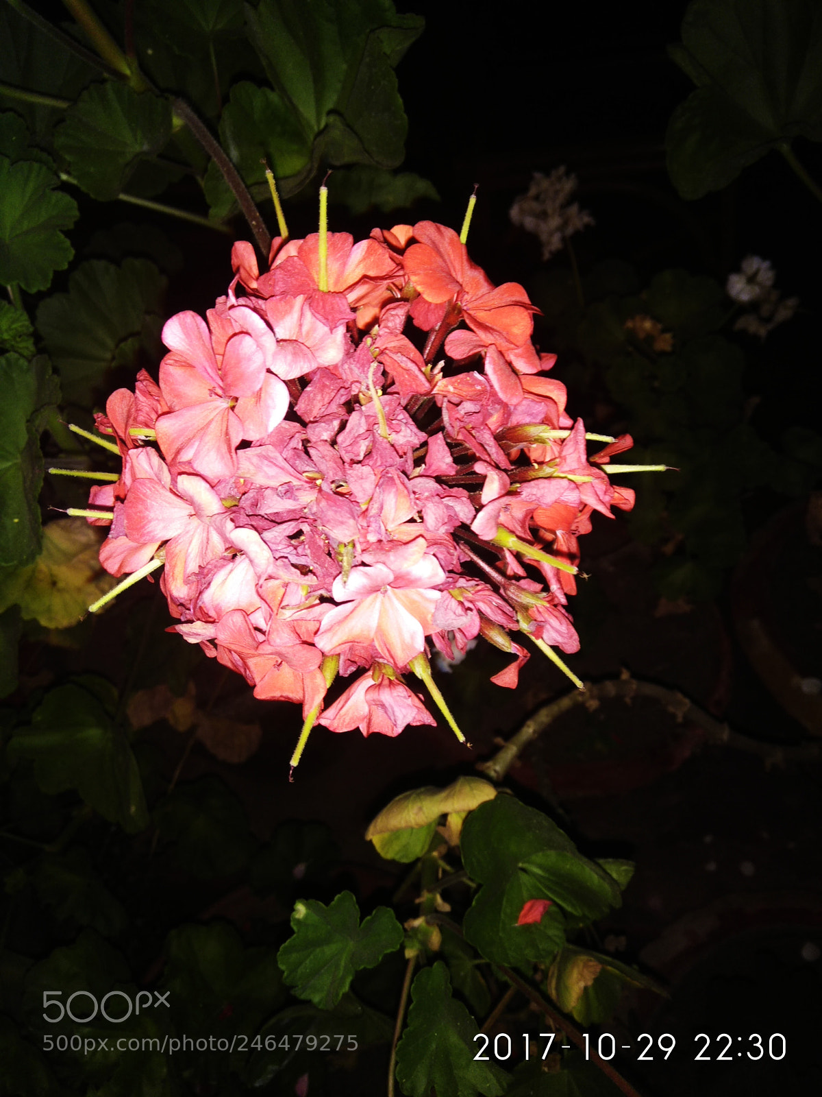 Xiaomi Redmi Note 4 sample photo. Untitled photography