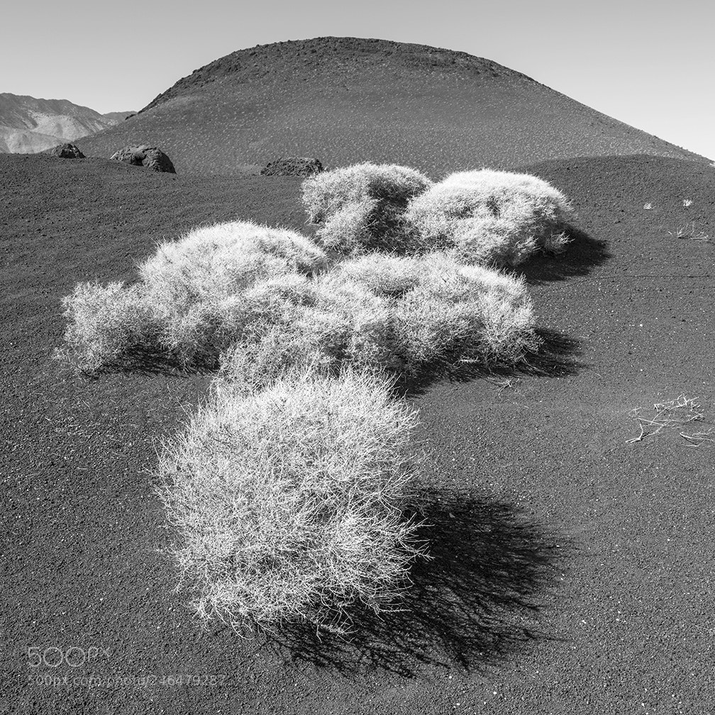 Fujifilm GFX 50S sample photo. Dead plants, cone photography