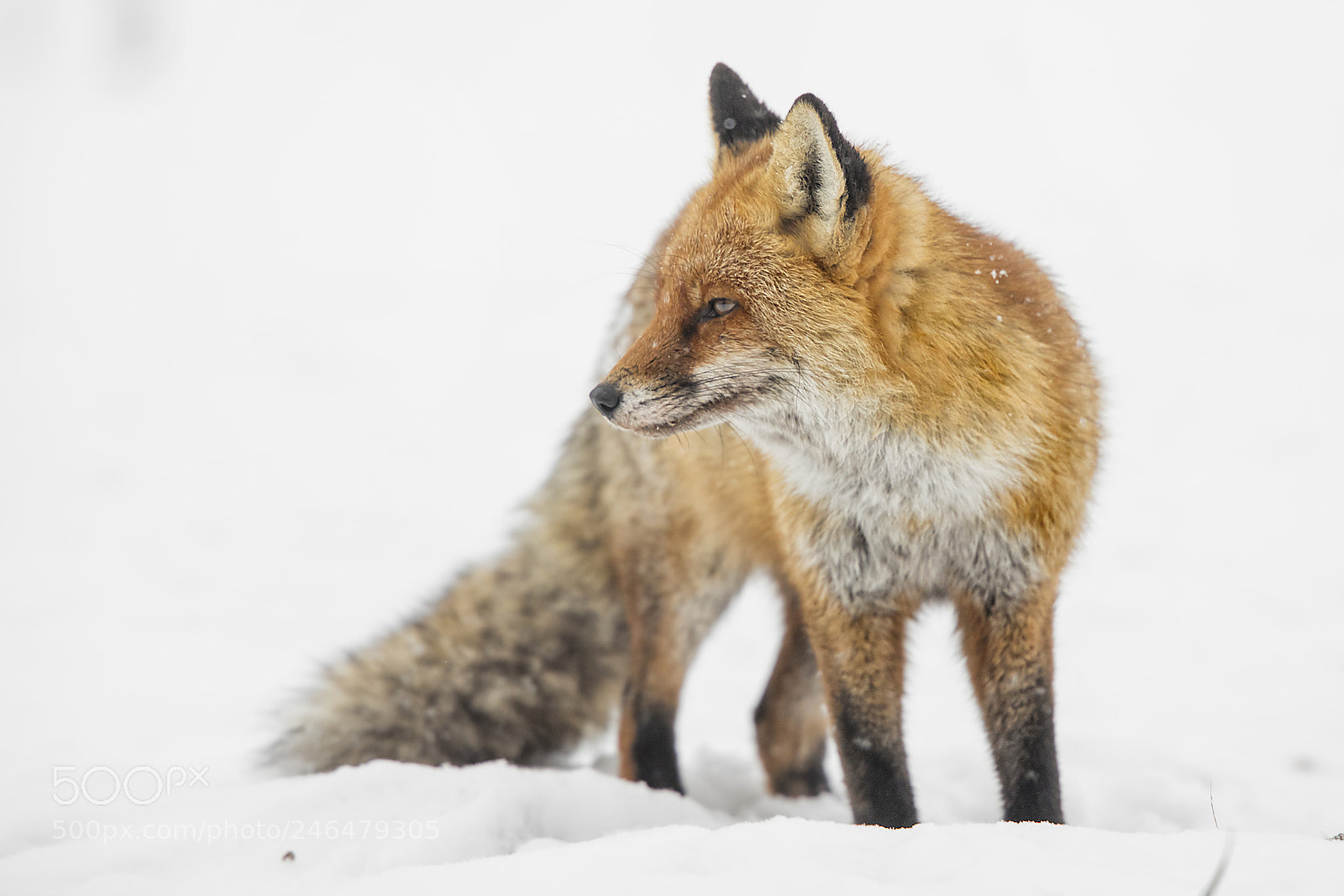 Canon EOS 5DS R sample photo. Snowy day photography