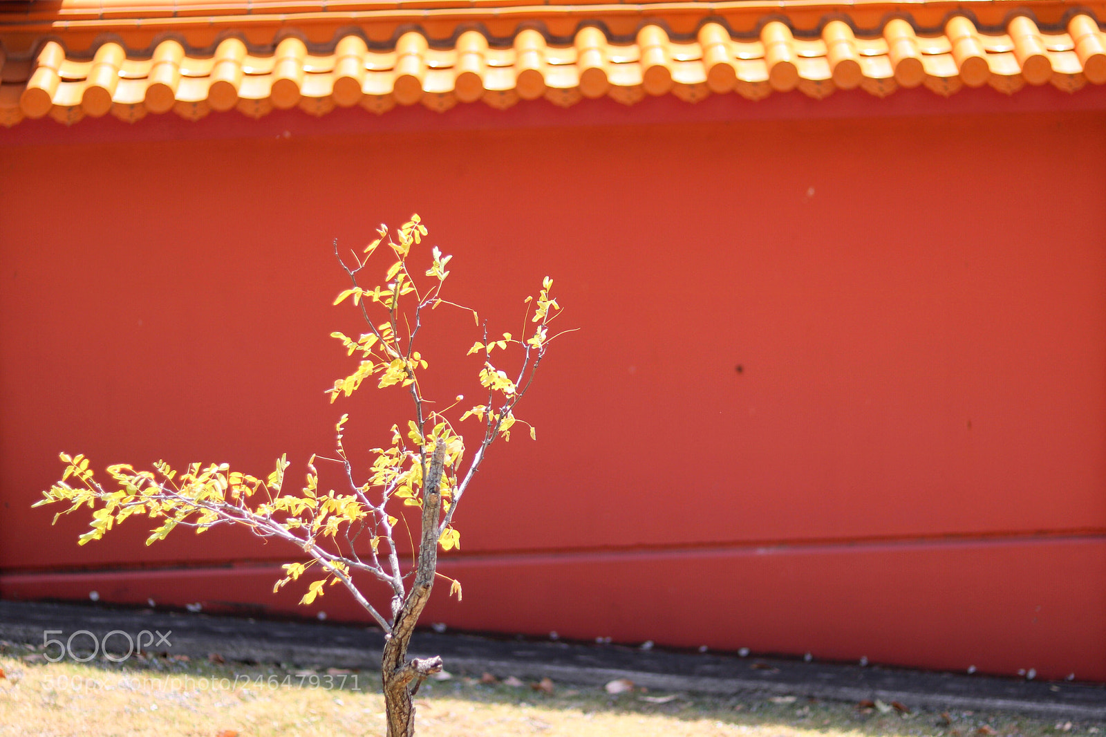Canon EOS 760D (EOS Rebel T6s / EOS 8000D) sample photo. Nan tien temple photography