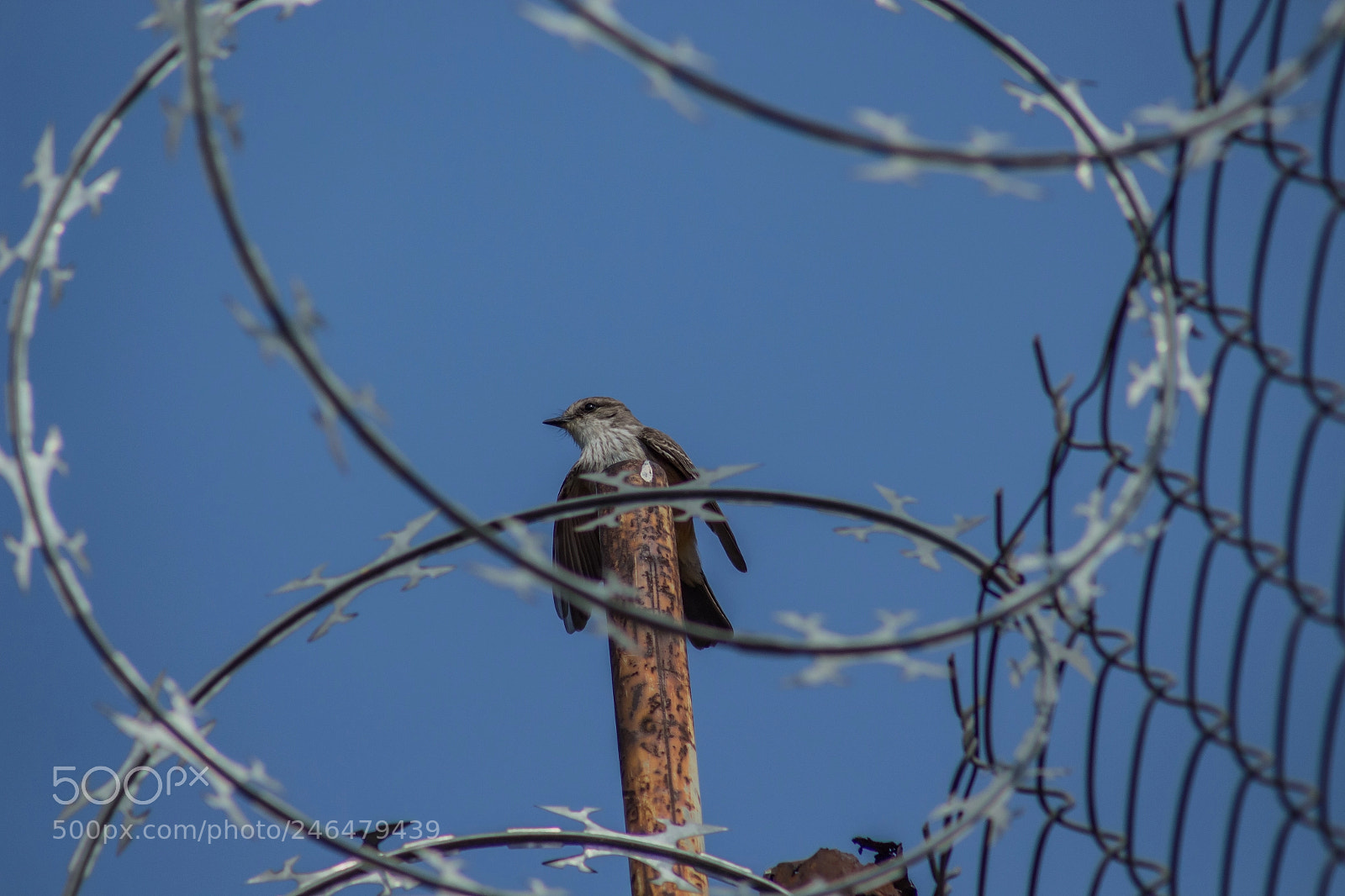 Canon EOS 700D (EOS Rebel T5i / EOS Kiss X7i) sample photo. Freedom photography