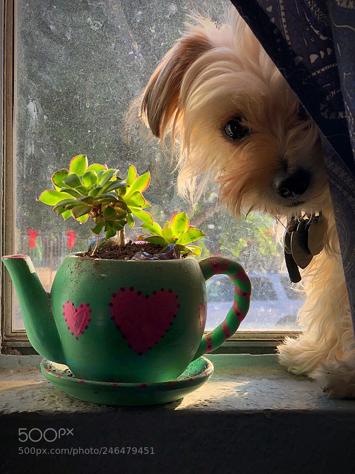 Apple iPhone 8 Plus sample photo. Kisses in the window photography