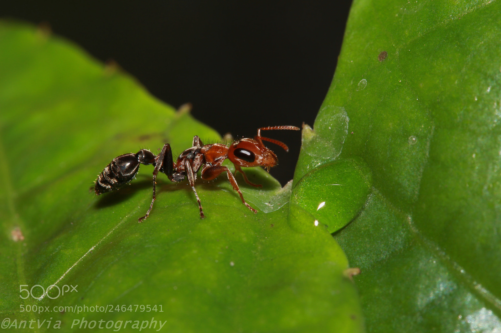Canon EF-S 60mm F2.8 Macro USM sample photo. Pseudomyrmex kuenckeli photography