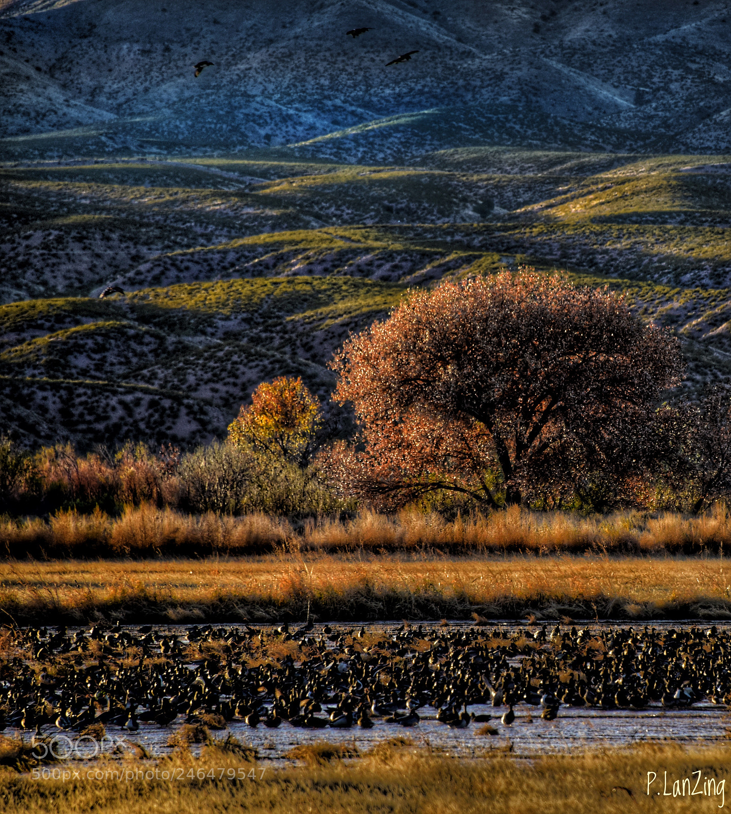 Nikon D810 sample photo. Bosque del apache, new photography