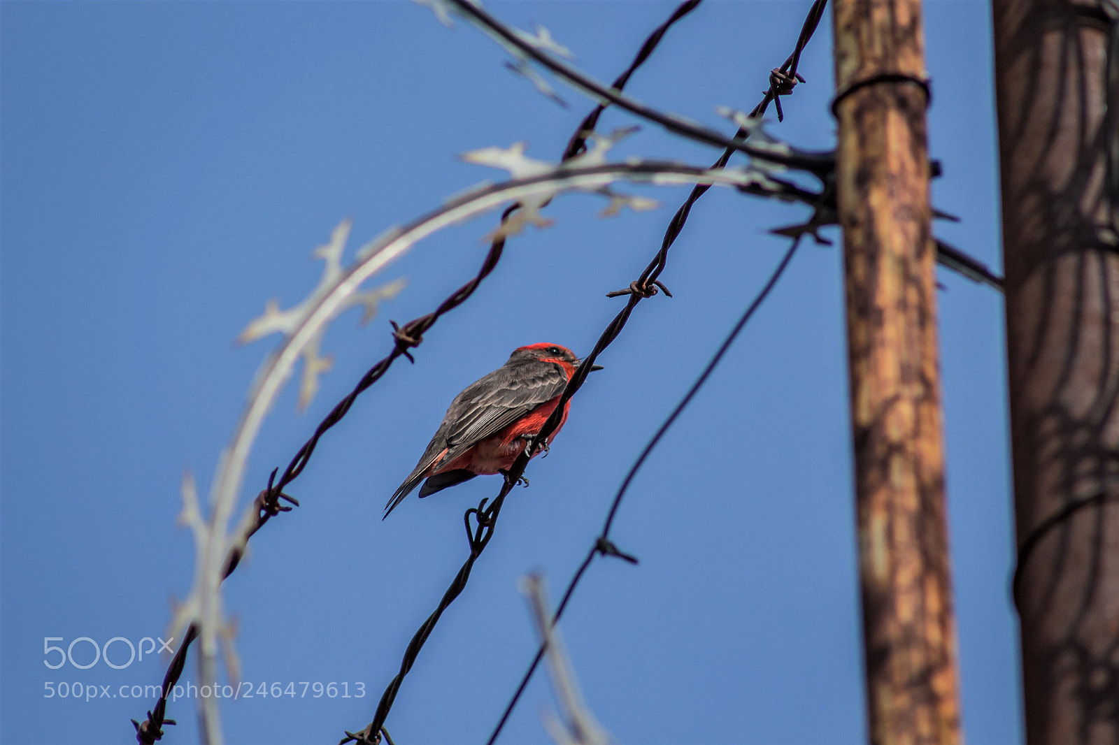 Canon EOS 700D (EOS Rebel T5i / EOS Kiss X7i) sample photo. Freedom photography