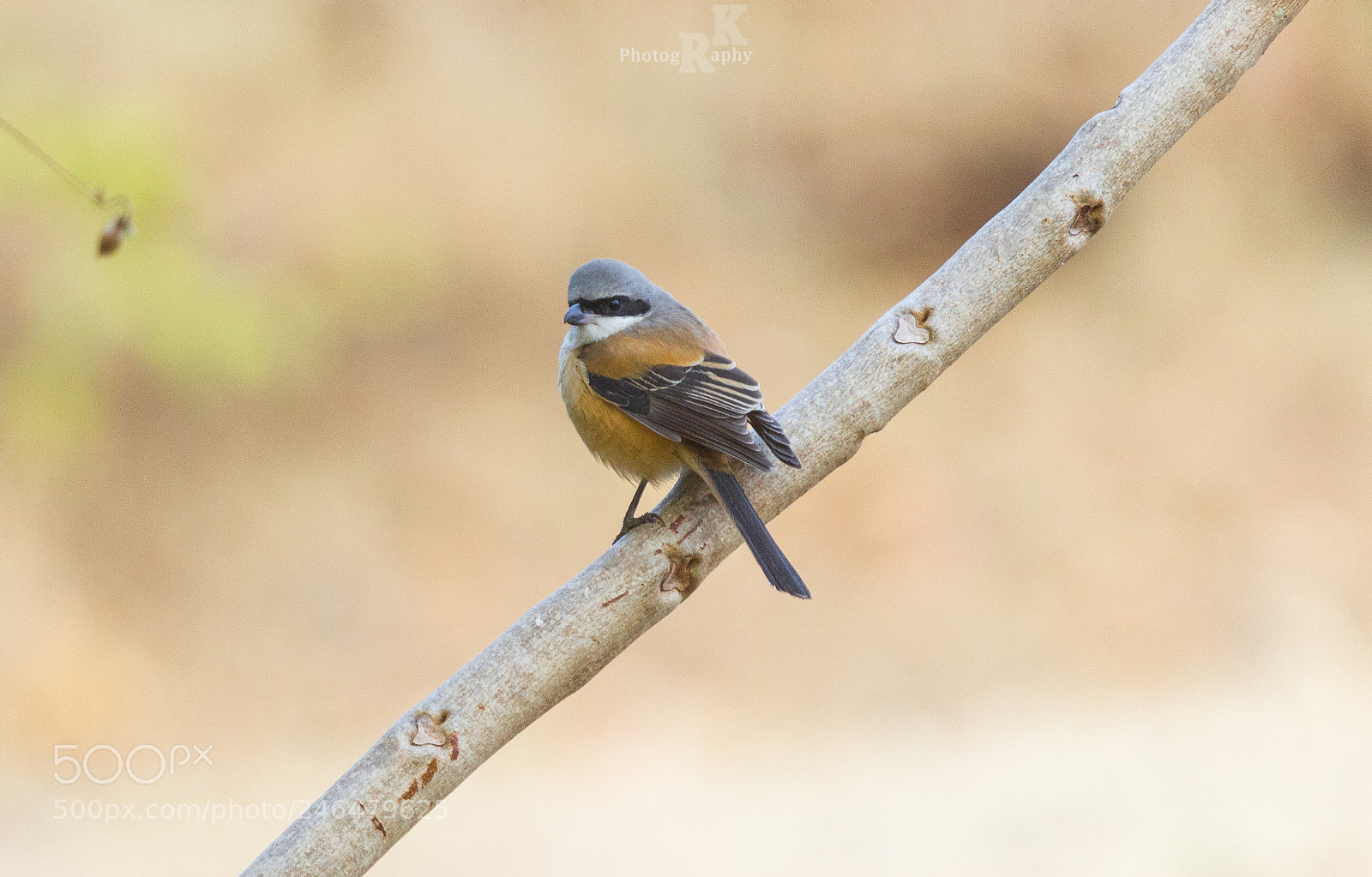 Canon EOS 600D (Rebel EOS T3i / EOS Kiss X5) sample photo. Long tailed shrike photography