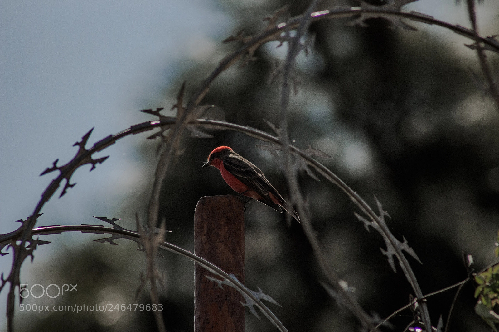 Canon EOS 700D (EOS Rebel T5i / EOS Kiss X7i) sample photo. Freedom photography