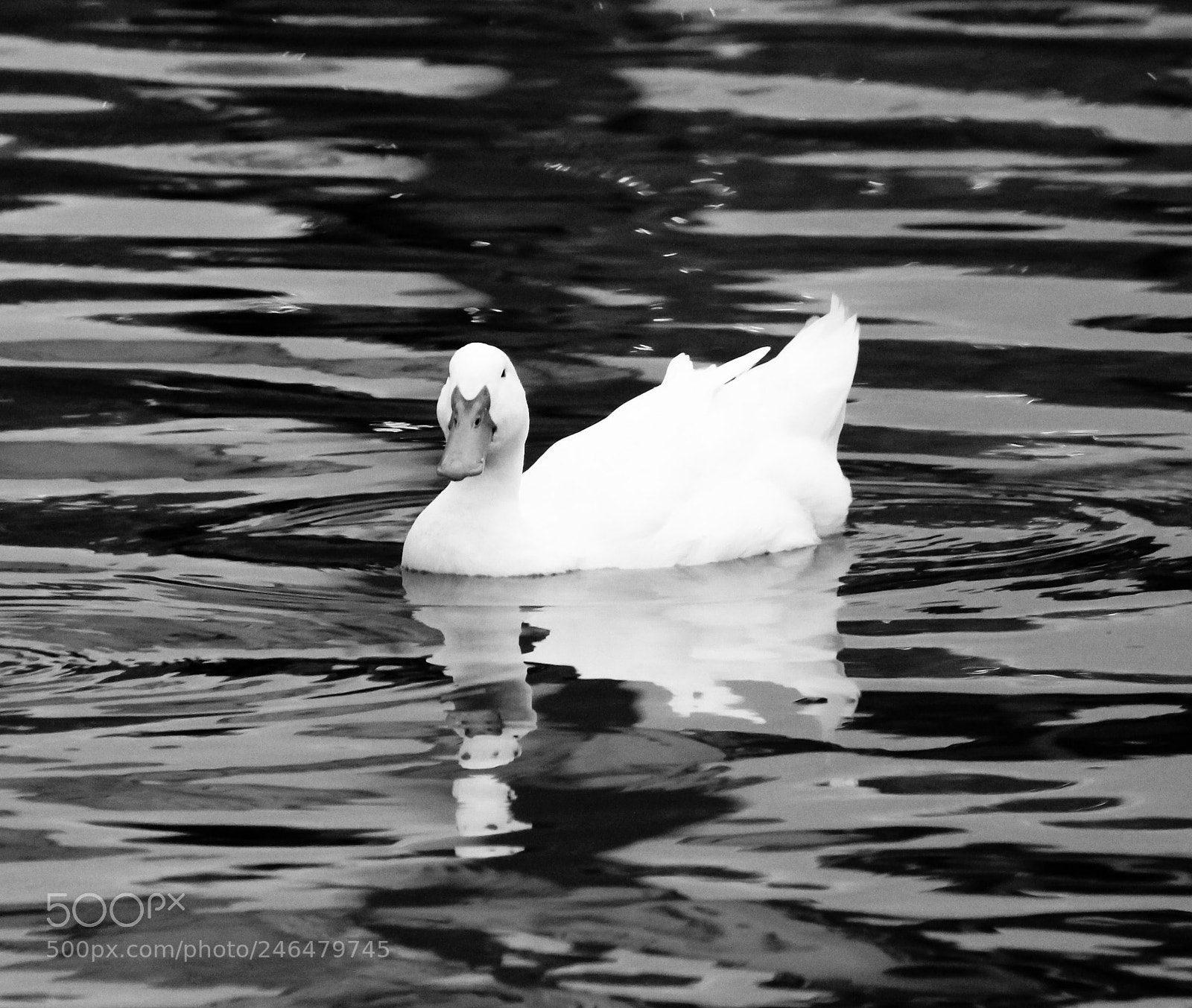 Canon EOS 700D (EOS Rebel T5i / EOS Kiss X7i) sample photo. Black and white duck.. photography