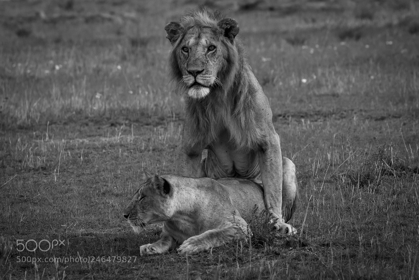 Canon EOS 7D Mark II sample photo. Tanzania - serengeti photography