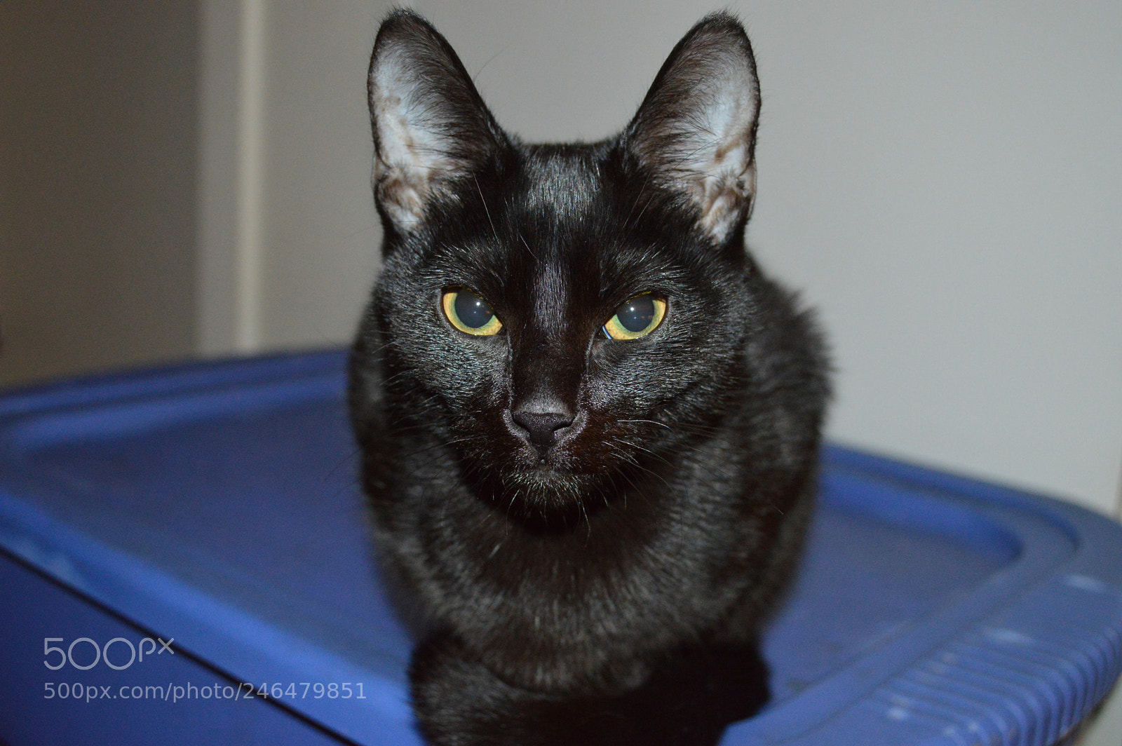Nikon D3200 sample photo. Osiris photography