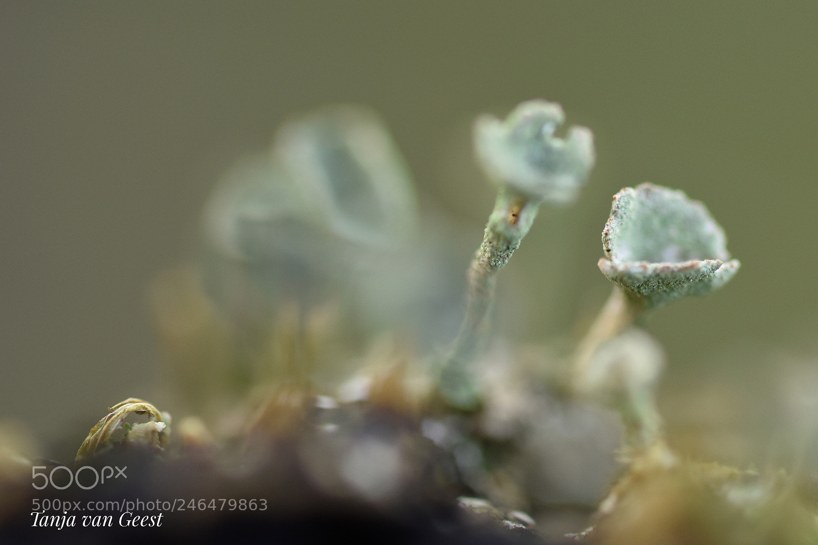 Nikon D5500 sample photo. On a tree trunk photography
