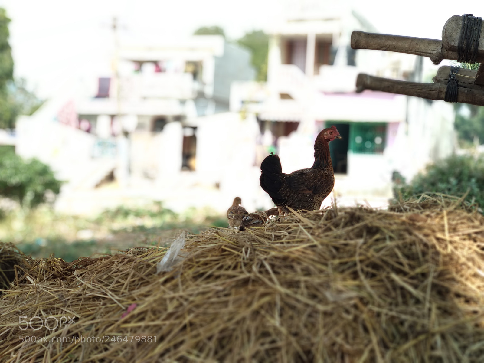 Xiaomi Mi A1 sample photo. ₹₹#_&++++ photography