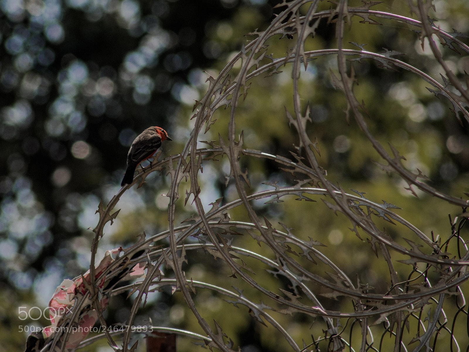 Canon EOS 700D (EOS Rebel T5i / EOS Kiss X7i) sample photo. Freedom photography