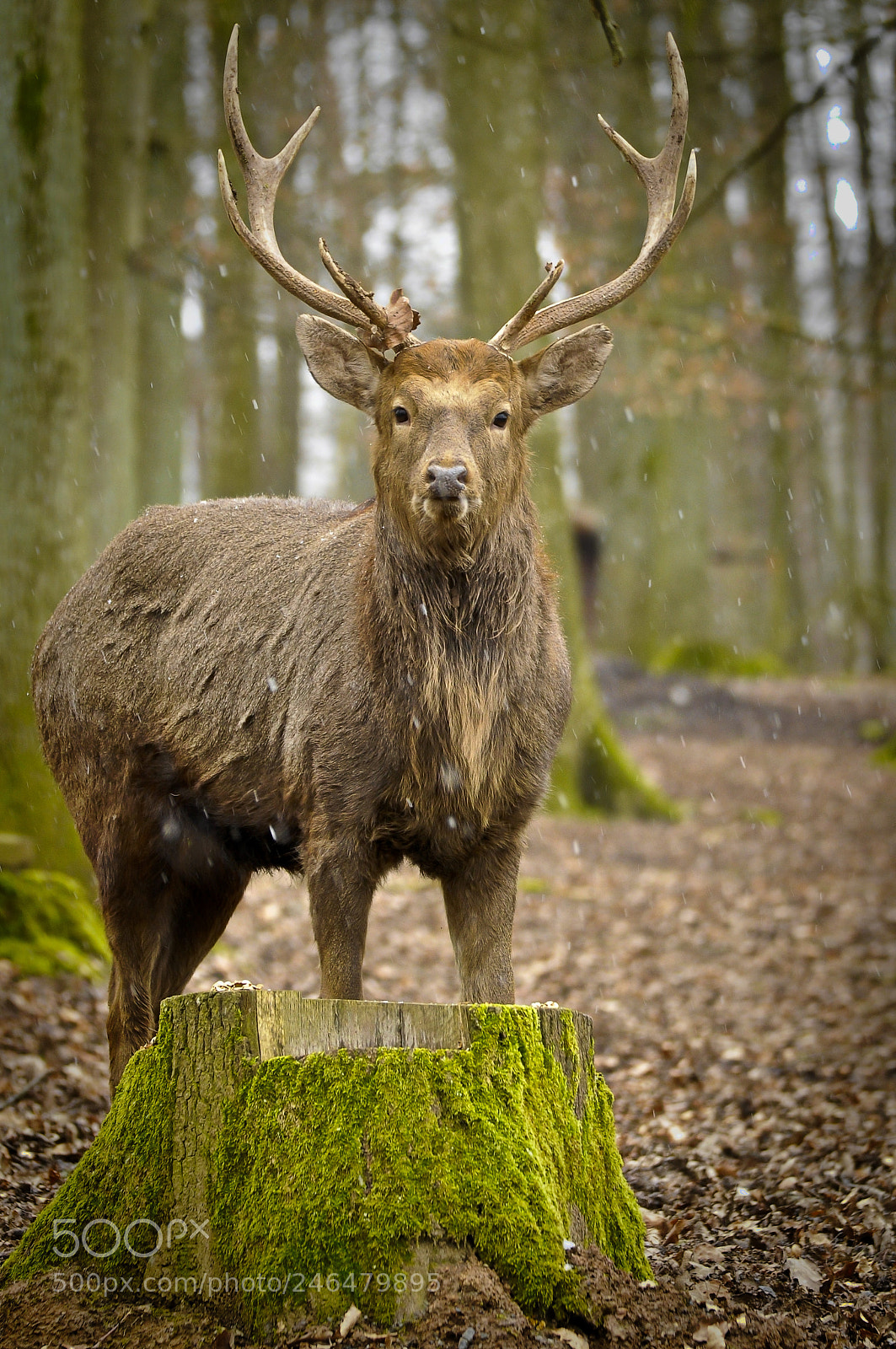 Nikon D90 sample photo. King of the forest photography