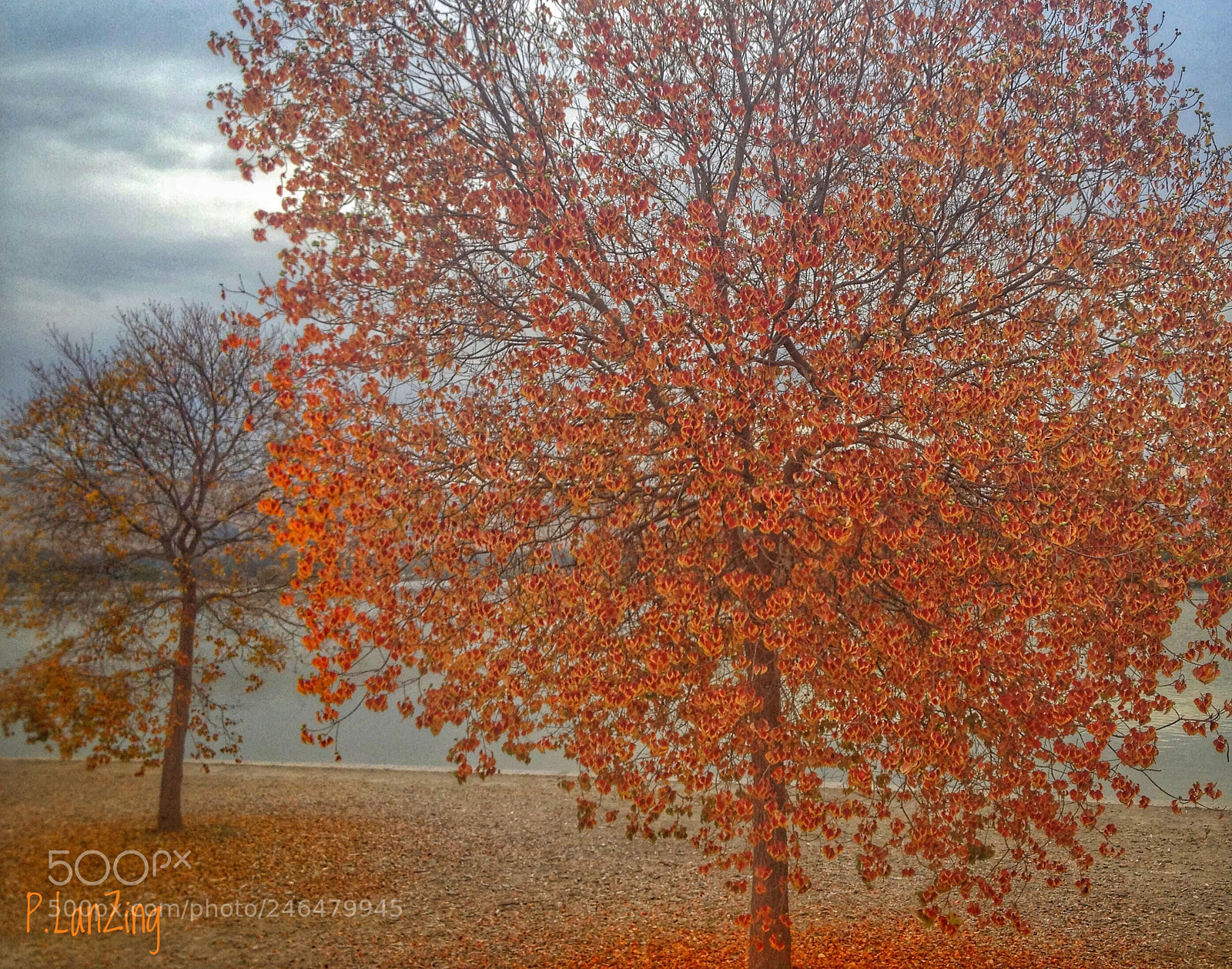 Apple iPhone 4S sample photo. Autumn trees, california photography