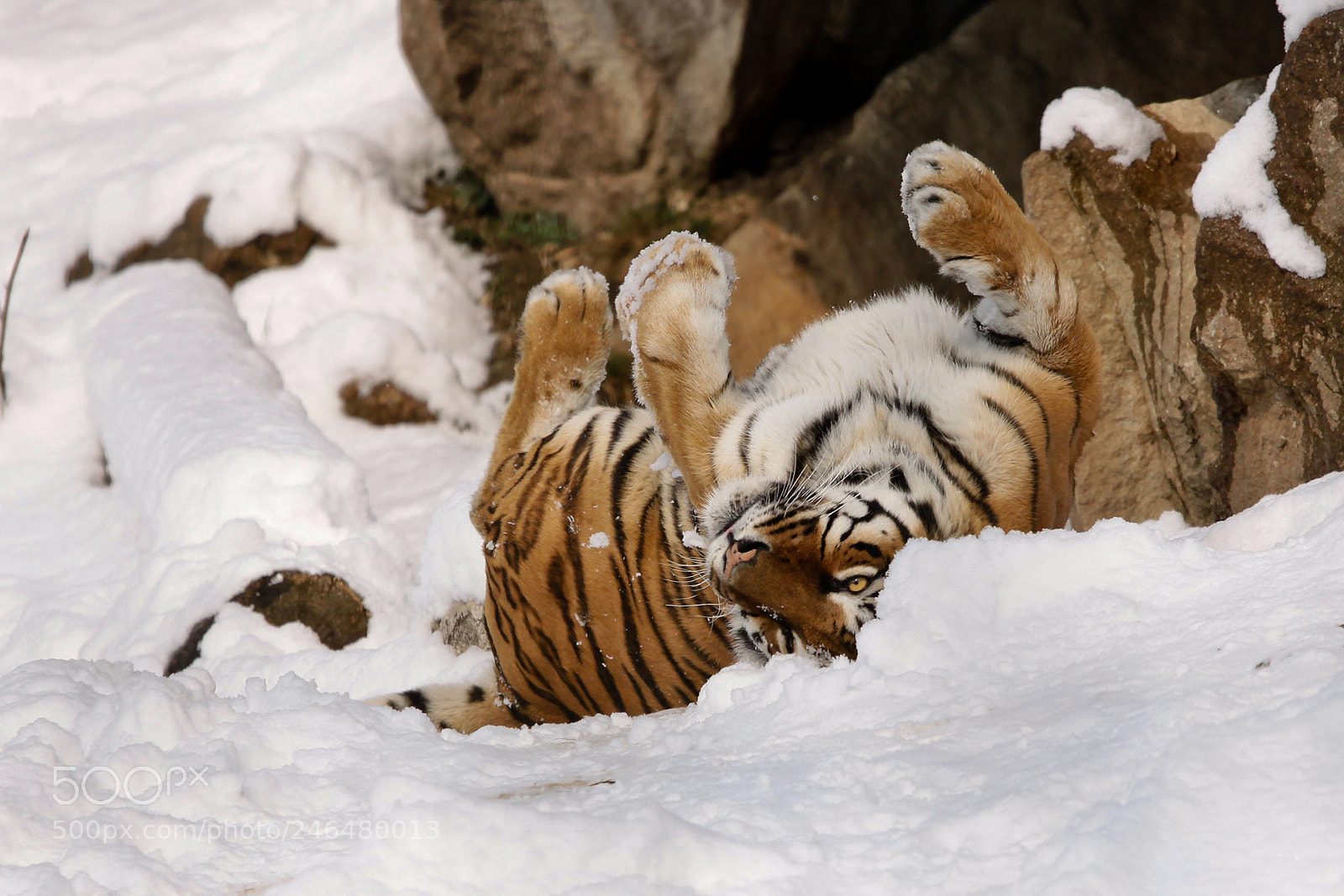 Canon EOS 50D sample photo. More snow photography