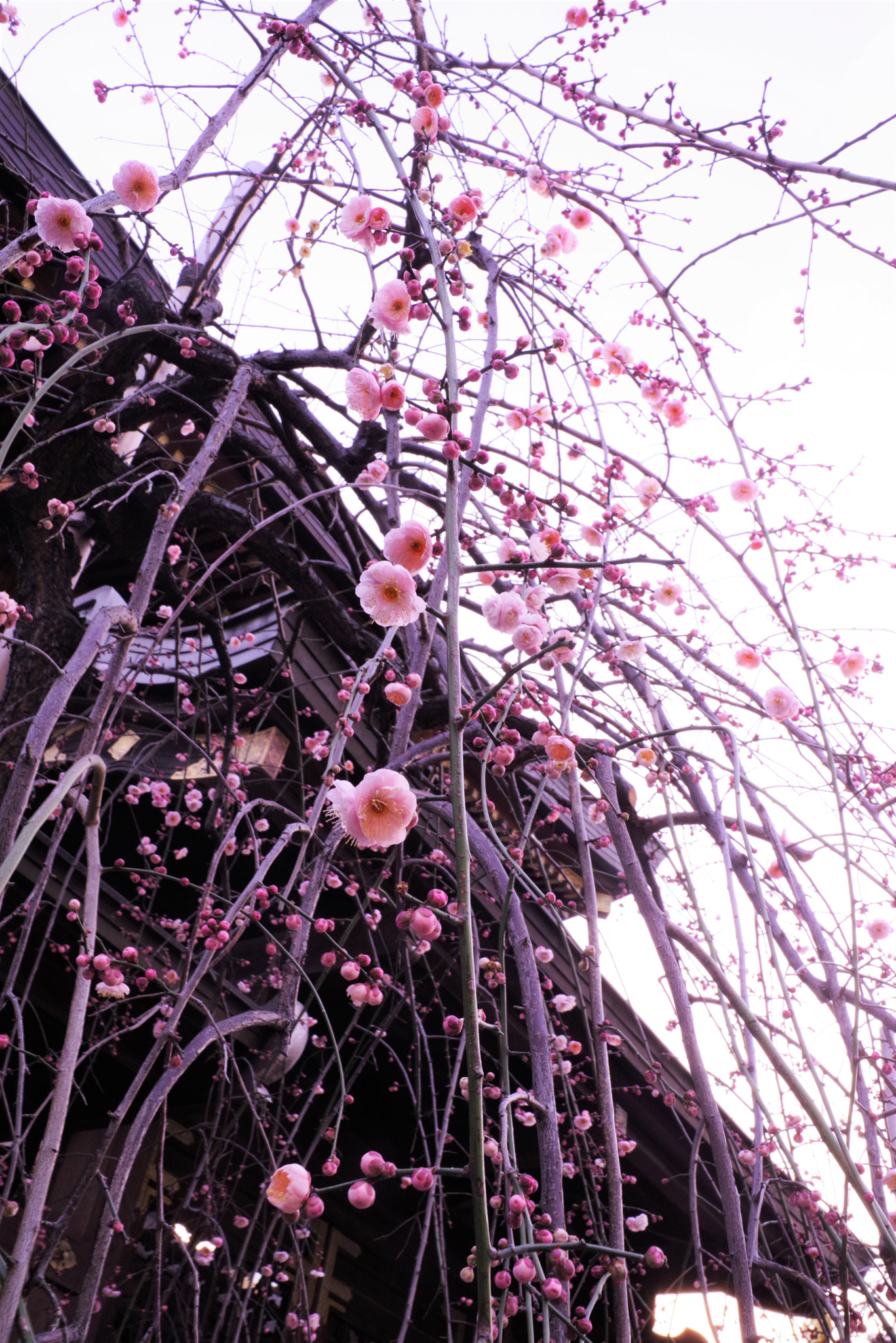 Pentax K-1 sample photo. Imgp photography