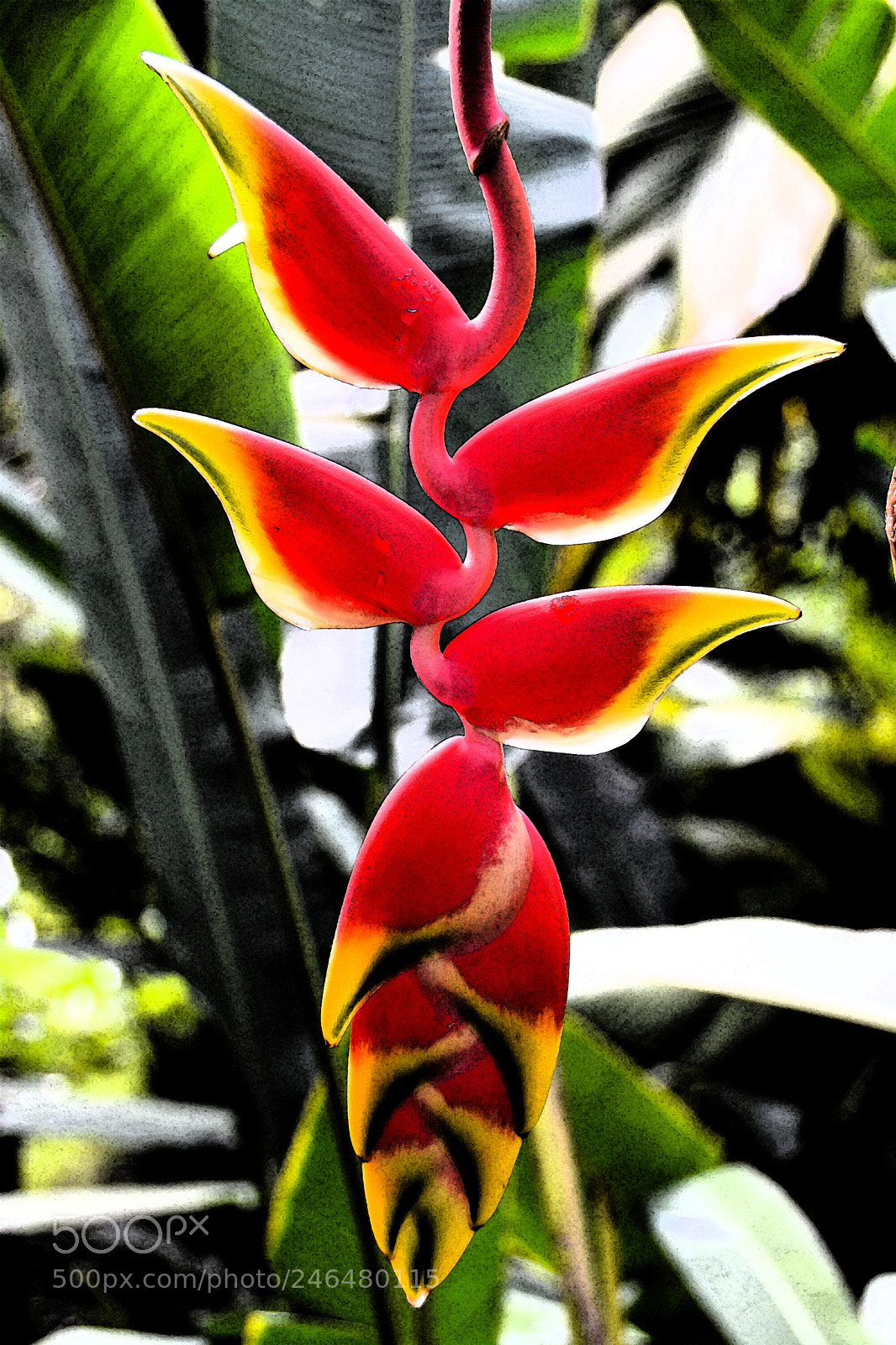 Nikon D5200 sample photo. Heliconia flower hawaii photography