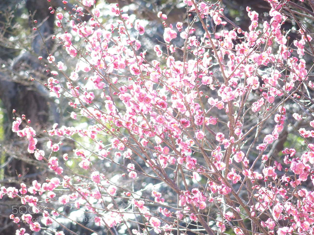 Olympus STYLUS1,1s sample photo. Sunny spring photography