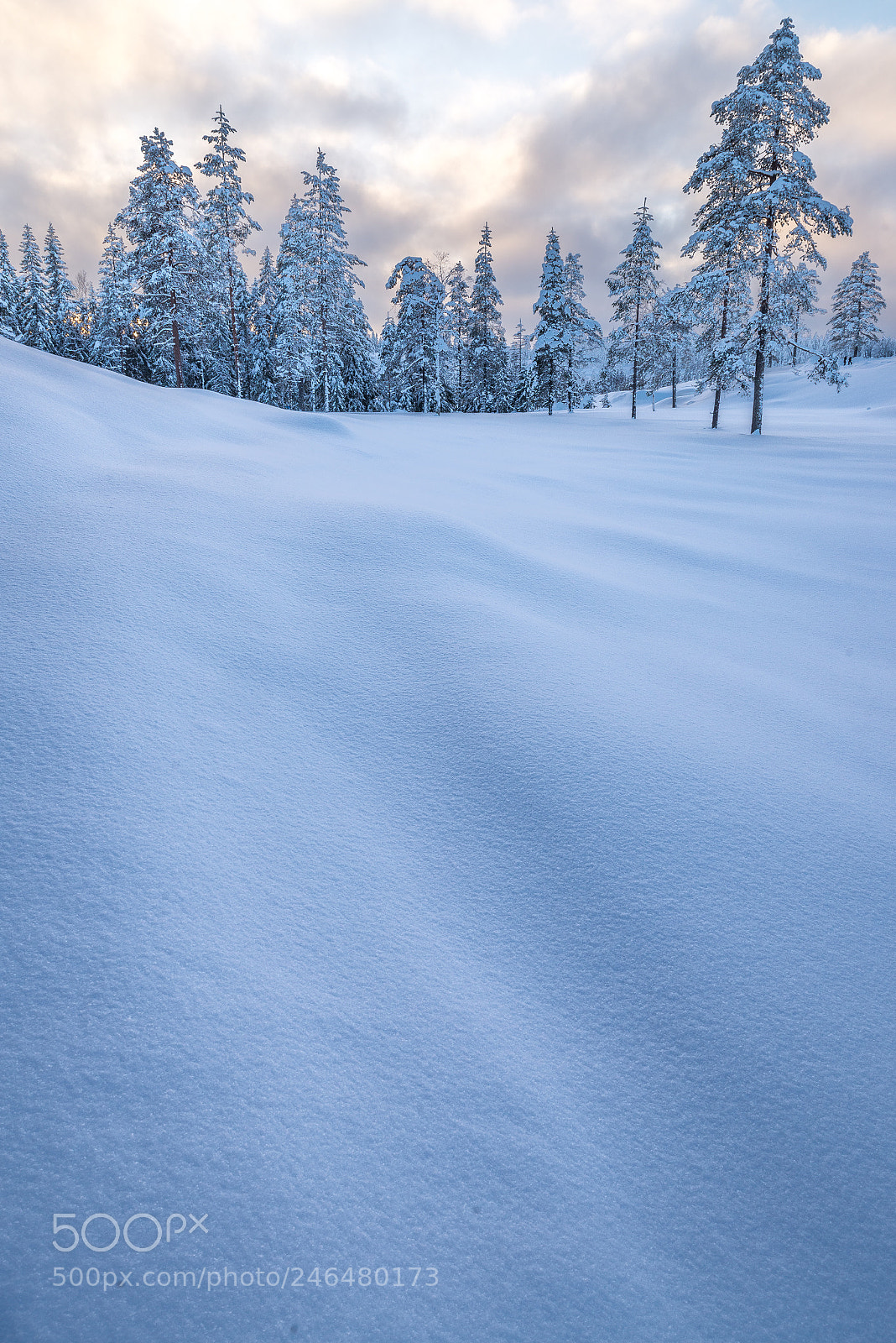 Nikon D600 sample photo. Winter in värmland photography
