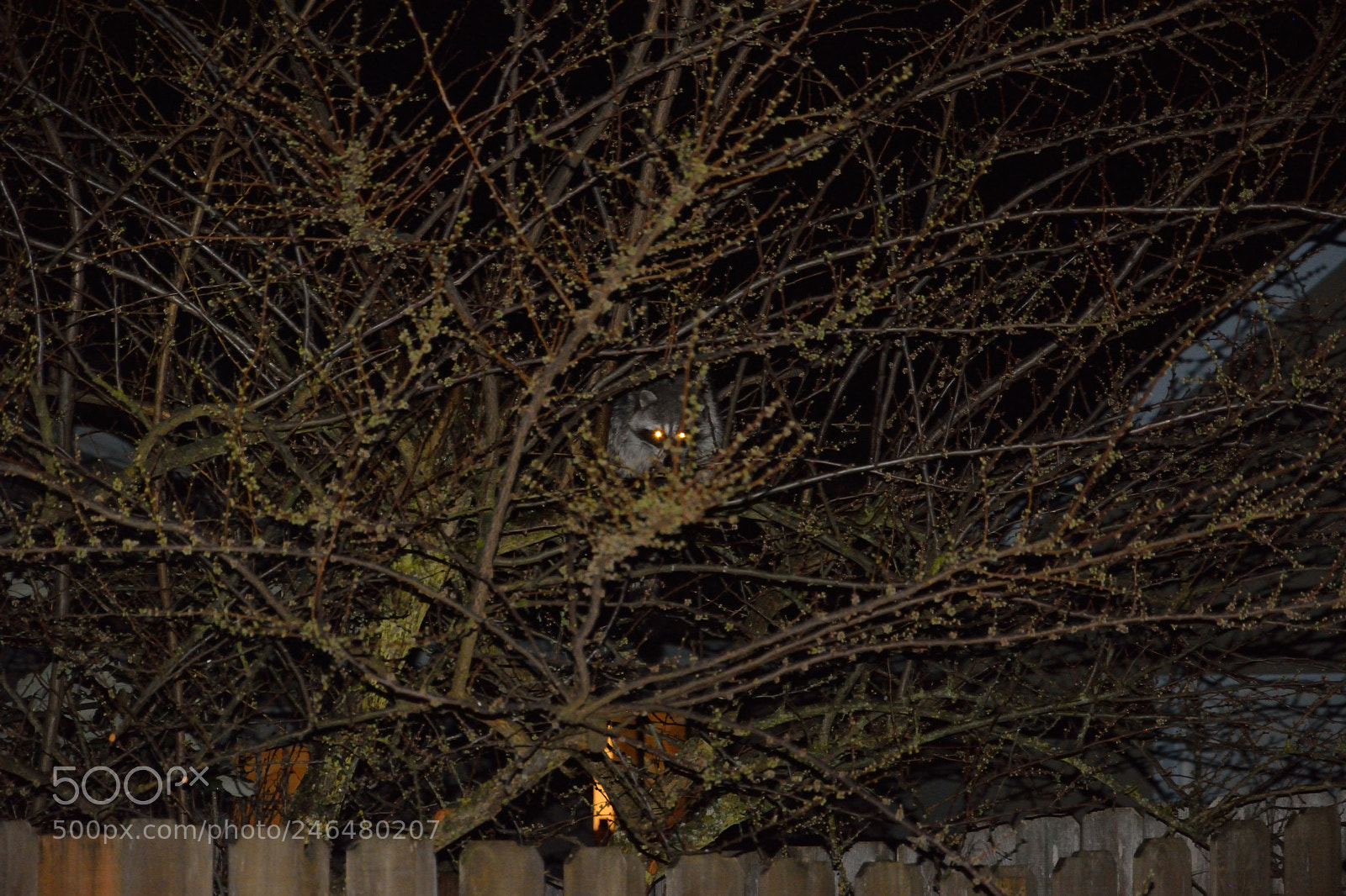 Nikon D5200 sample photo. Tree demon photography