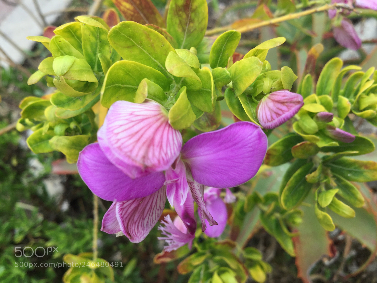 Apple iPad Air 2 sample photo. Untitled photography