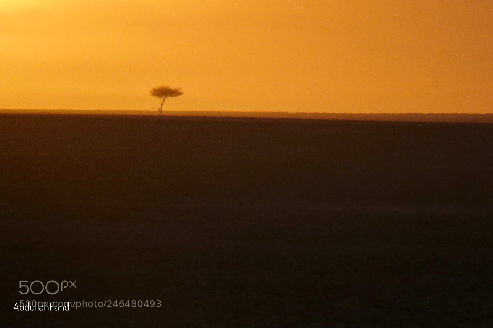 Canon PowerShot SX60 HS sample photo. Acacia tree photography