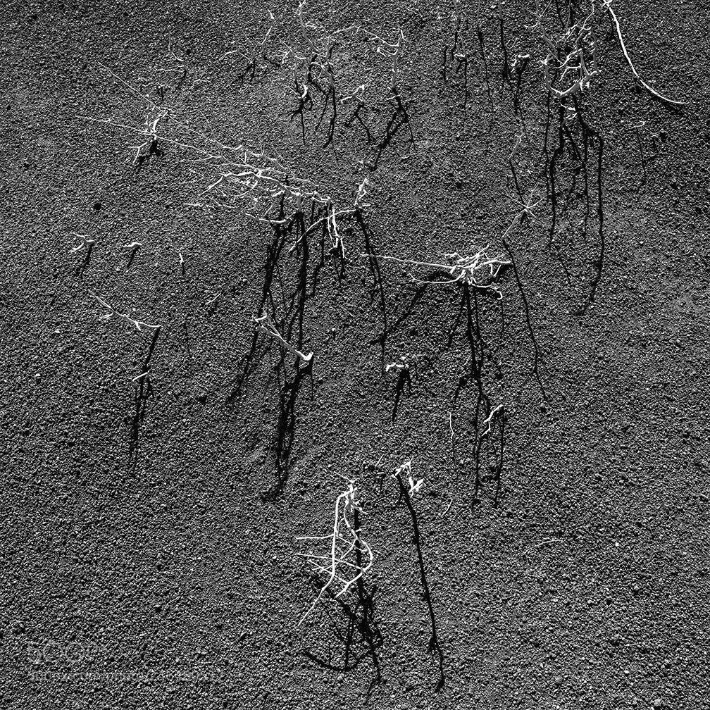 Fujifilm GFX 50S sample photo. Dead plants photography