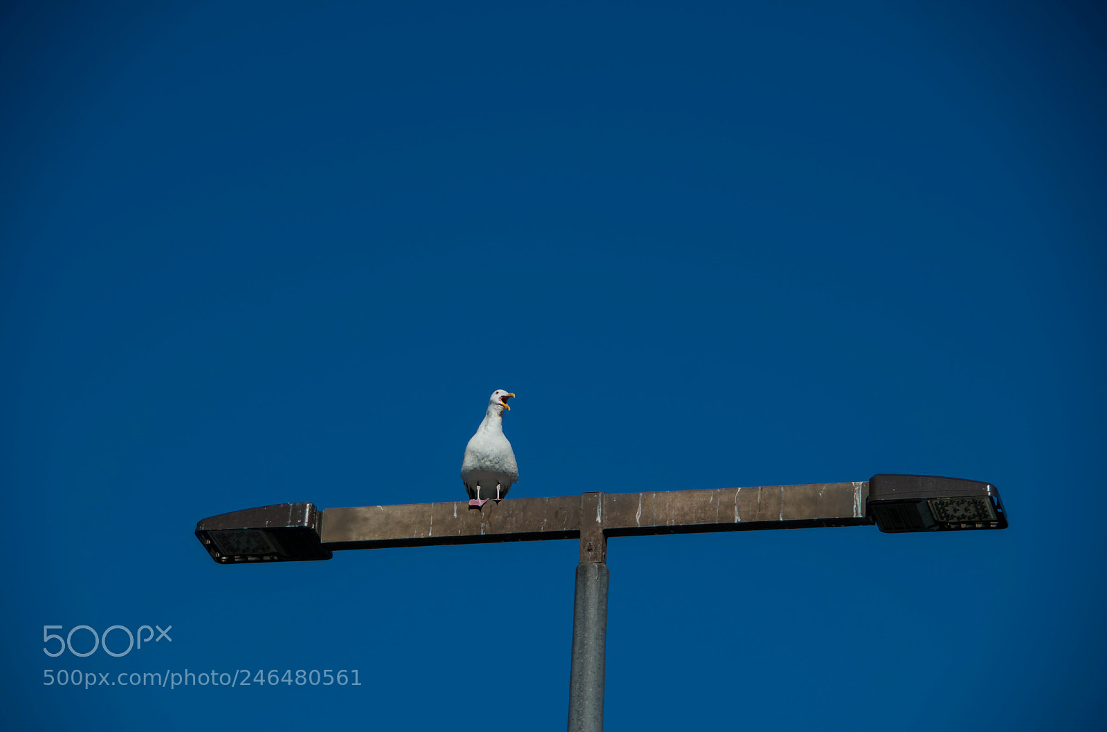 Pentax K-50 sample photo. Gull photography