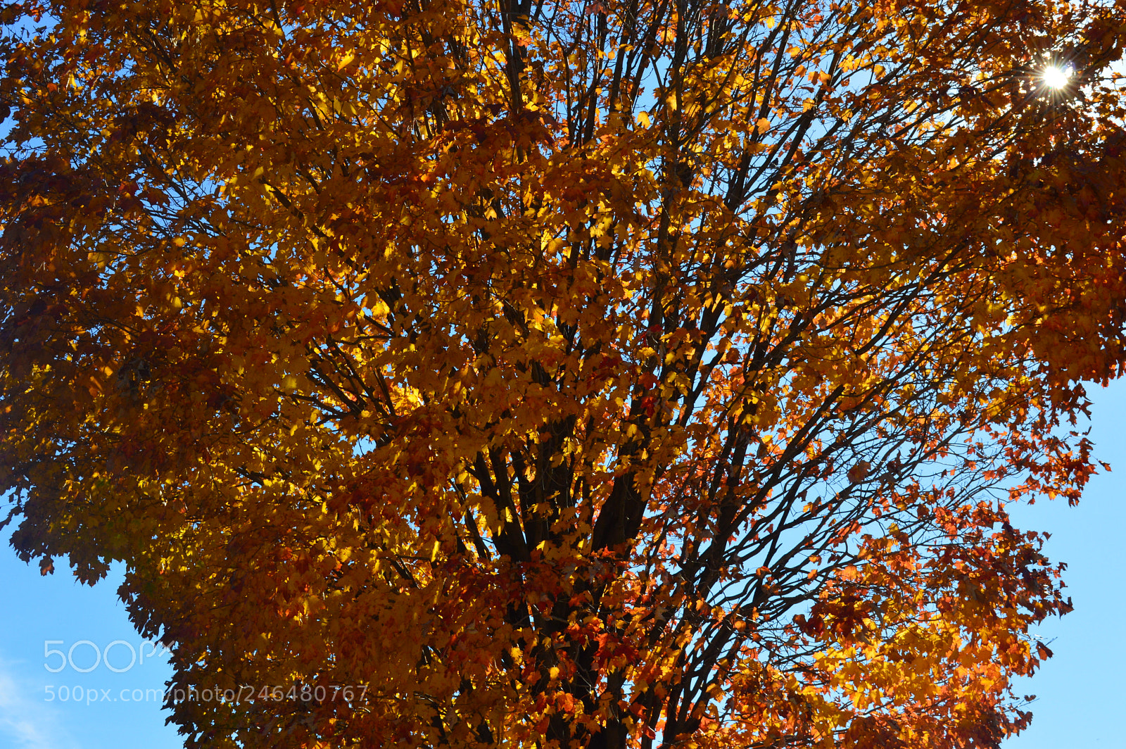 Nikon D3200 sample photo. Fall in the hood. photography