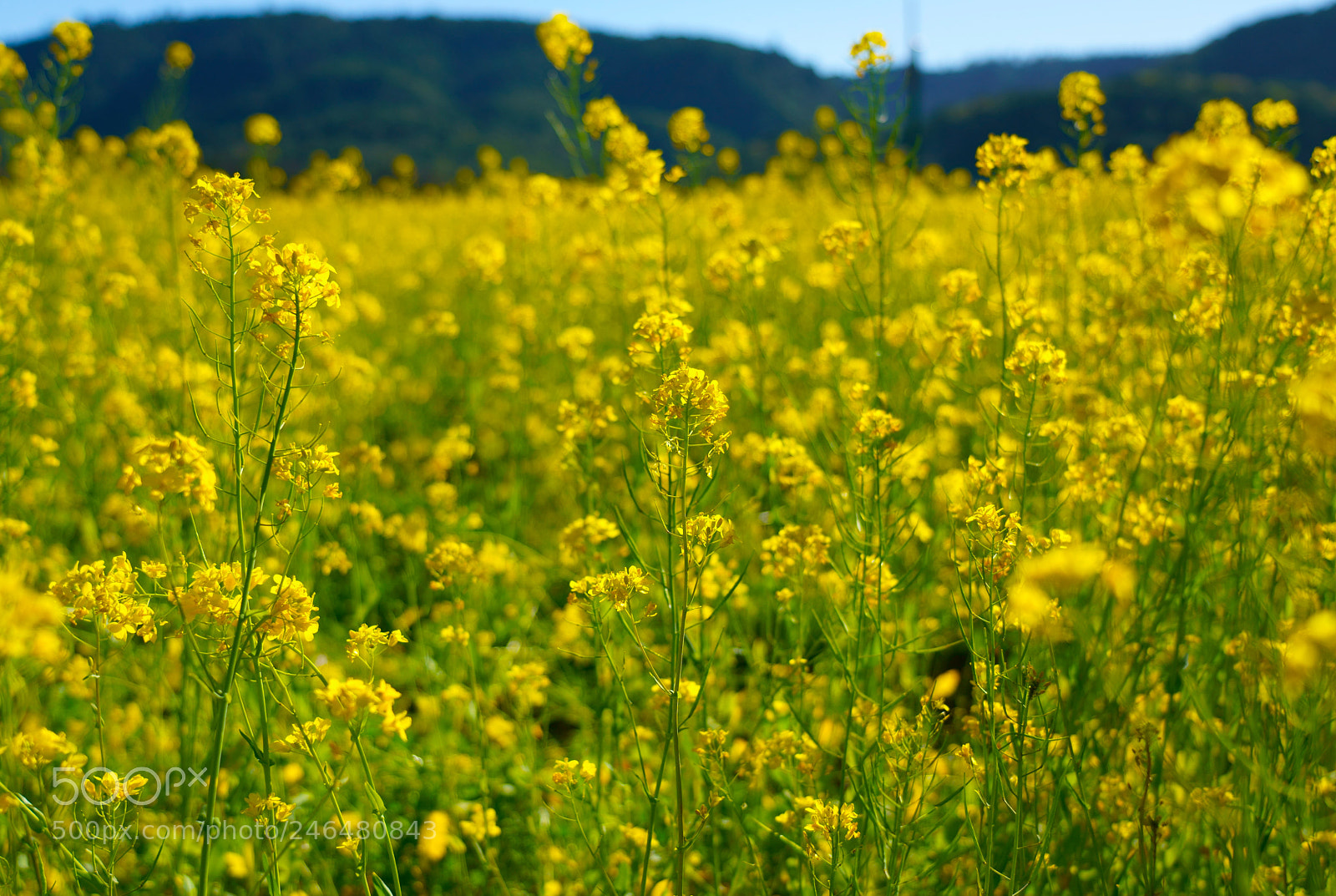 Sony a7R III sample photo. Napa photography
