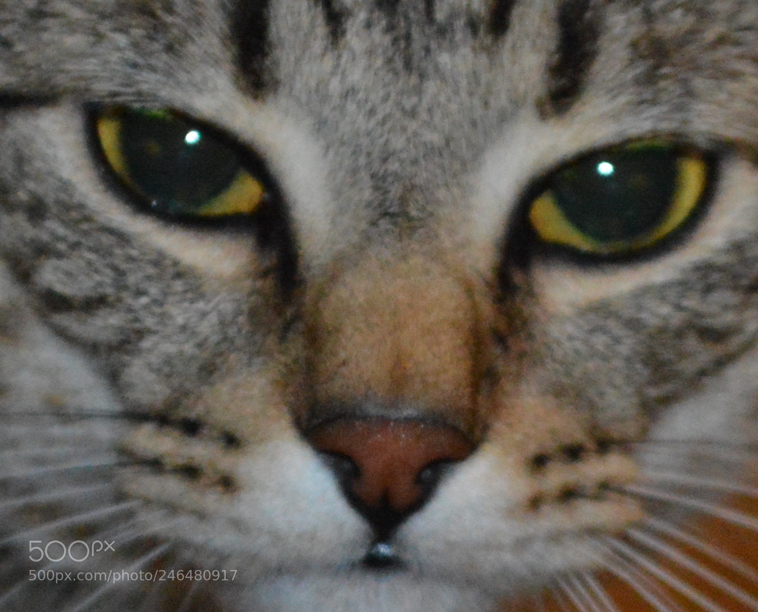 Nikon D3200 sample photo. Caesar photography