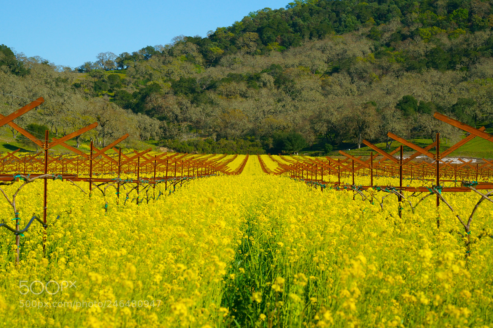 Sony a7R III sample photo. Napa photography