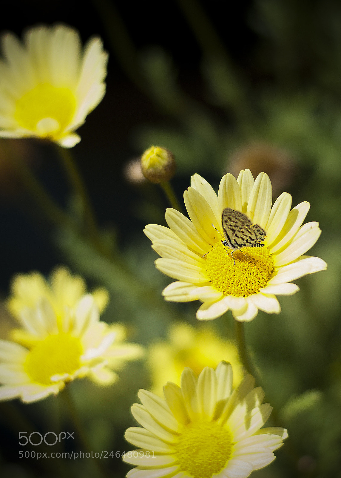 Nikon D3000 sample photo. Yellow world photography