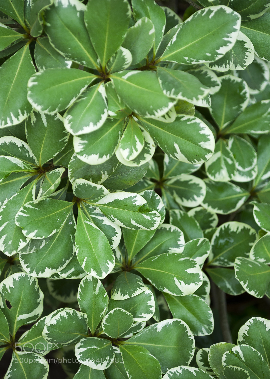 Nikon D3000 sample photo. Green leafs photography