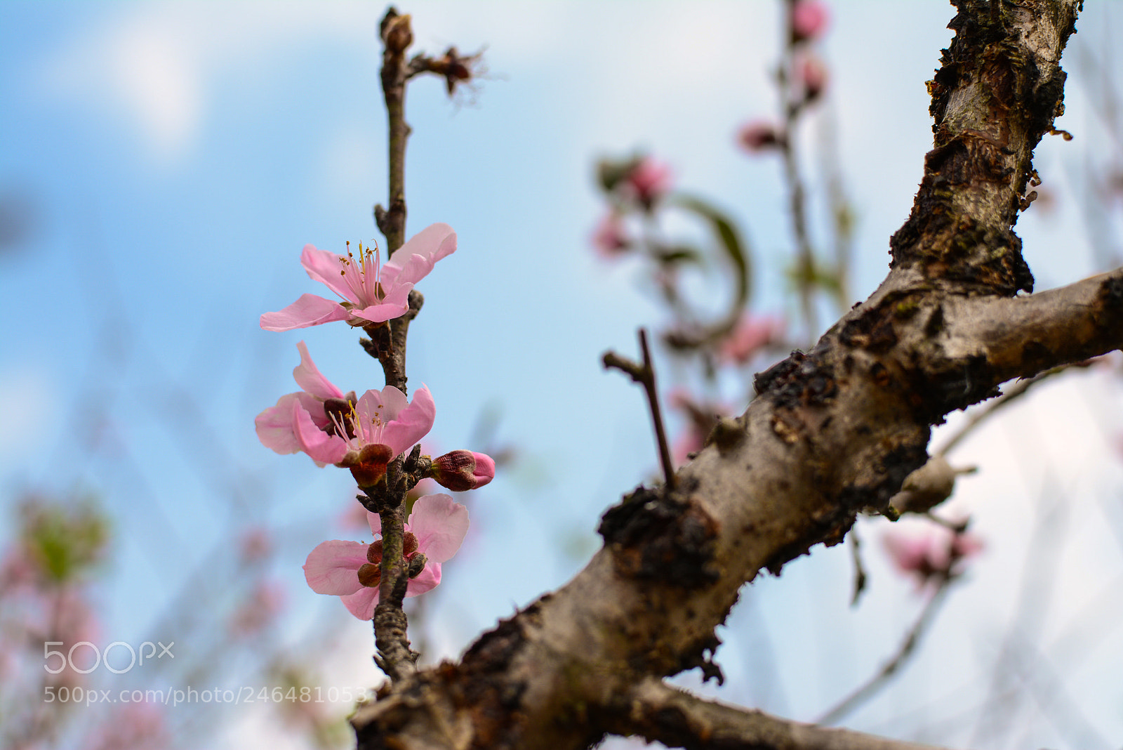 Nikon D7100 sample photo. Untitled photography