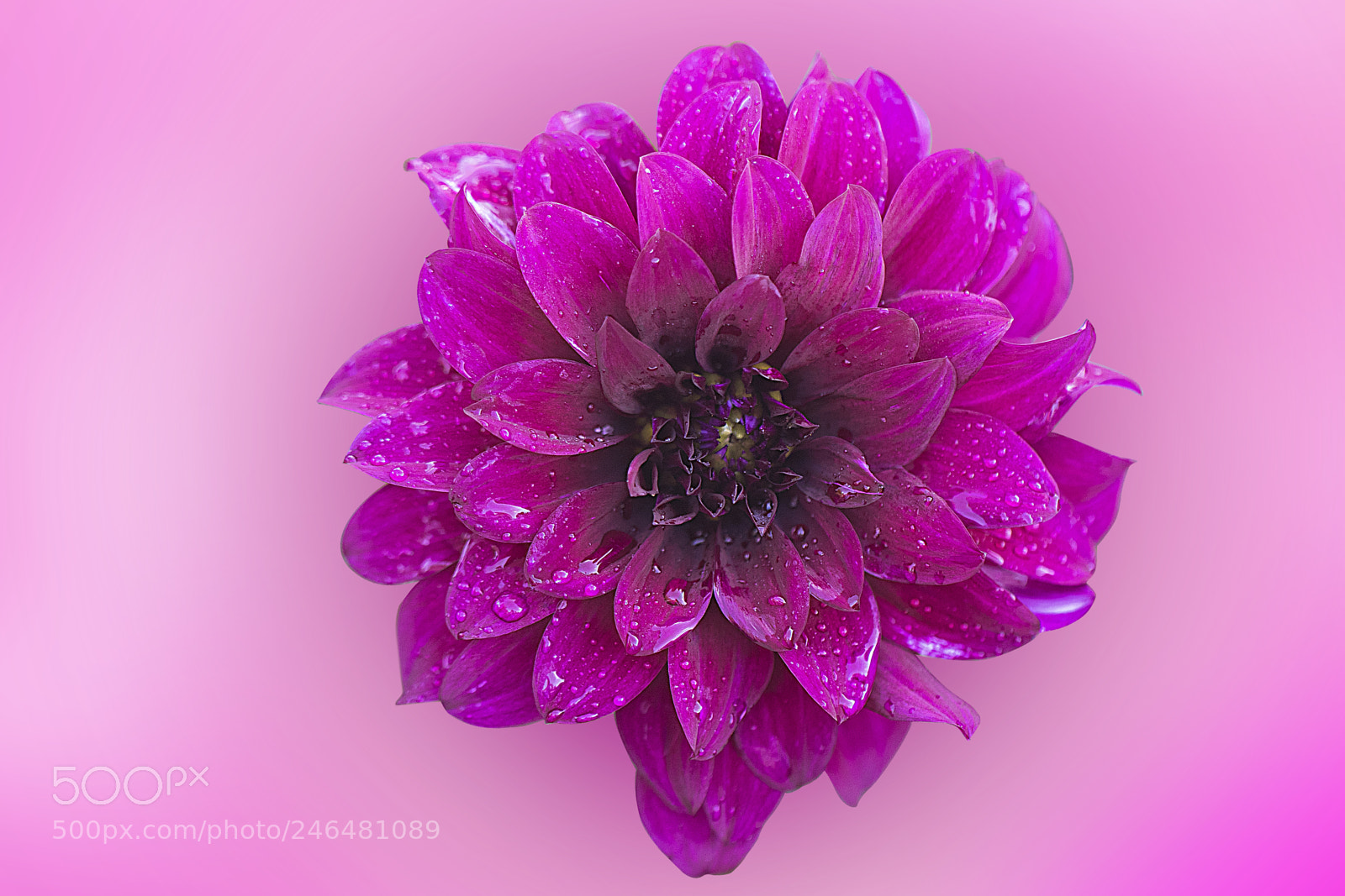 Canon EOS 7D Mark II sample photo. Dahlia photography
