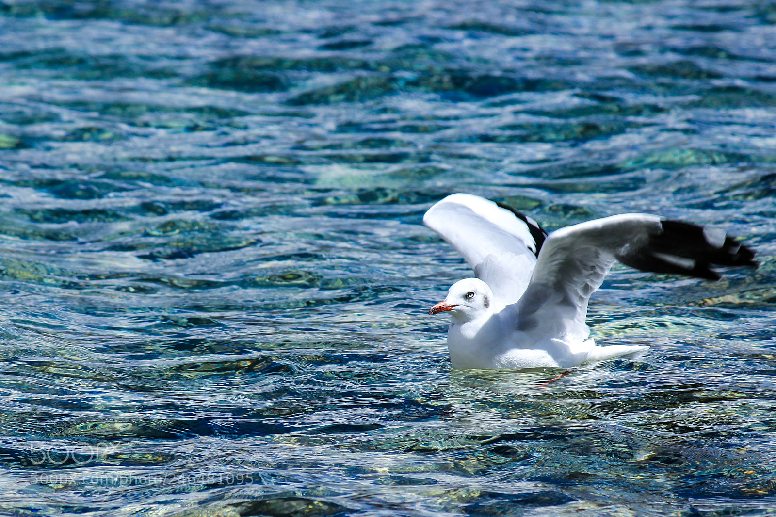 Canon EOS 600D (Rebel EOS T3i / EOS Kiss X5) sample photo. G u l l . . . photography