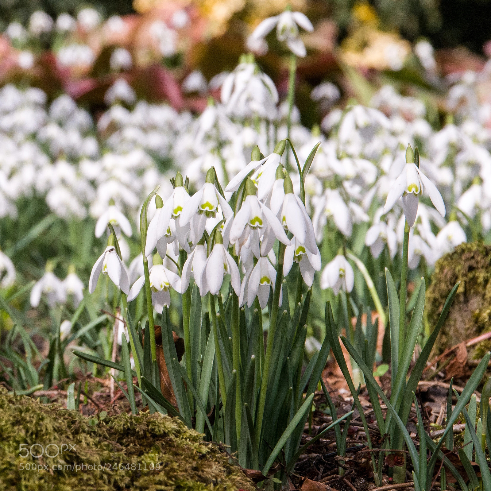 Nikon D300 sample photo. Snowdrops photography