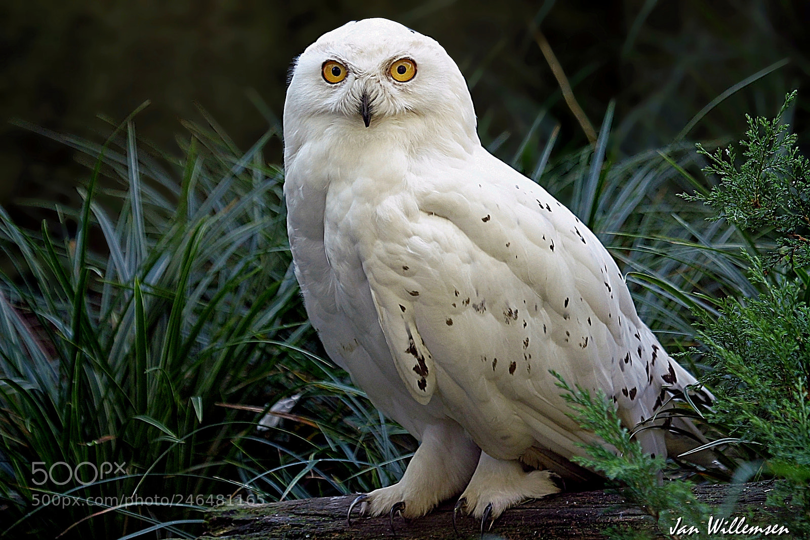 Canon EOS-1D Mark IV sample photo. Snowy owl photography