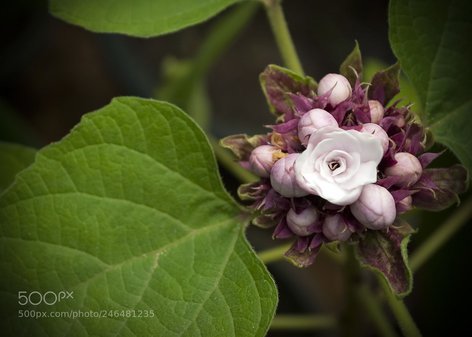 Nikon D3000 sample photo. New beginning photography